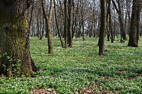 風景 木 自然 森 写真