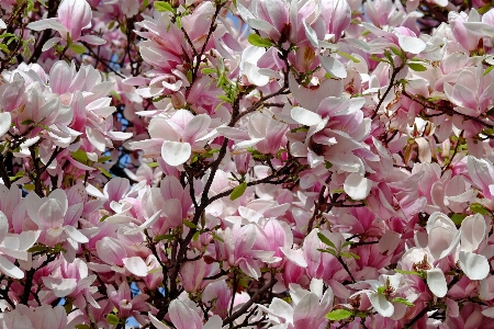 Tree branch blossom plant Photo