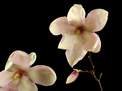 Tree nature branch blossom Photo