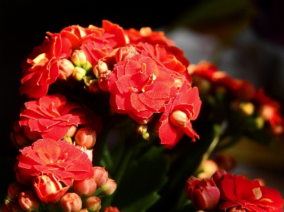 Nature blossom plant leaf Photo