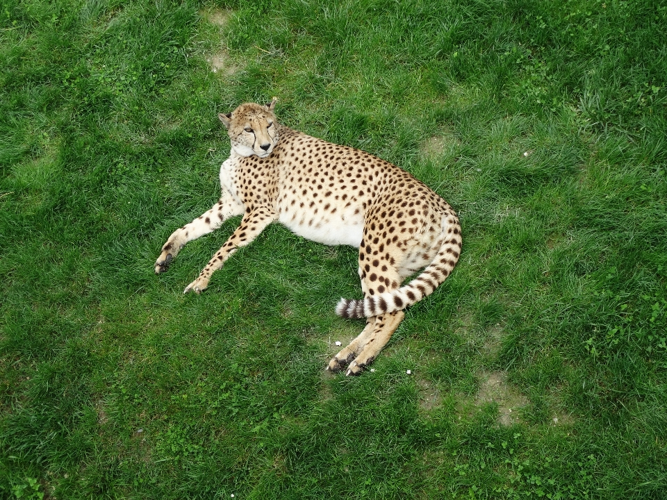 Meadow animal wildlife zoo