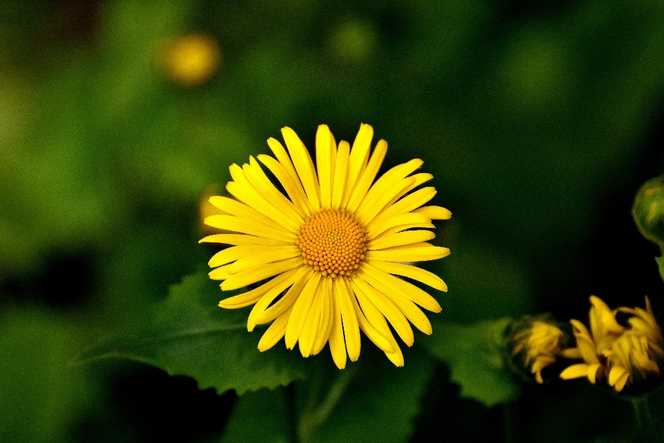 Nature fleurir usine champ