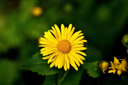 自然 花 植物 分野 写真