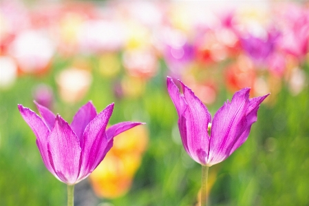 Nature blossom plant flower Photo