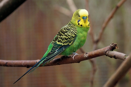 Nature branch bird wing Photo