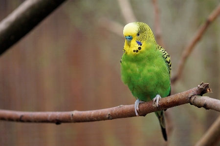 自然 ブランチ 鳥 野生動物 写真