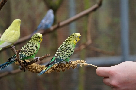 自然 ブランチ 鳥 野生動物 写真