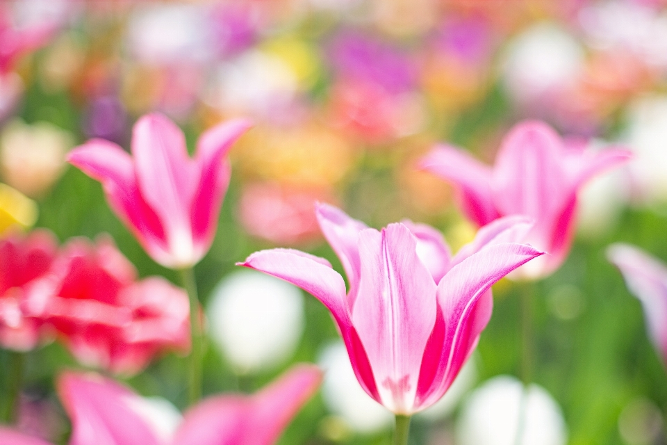 Naturaleza florecer planta flor