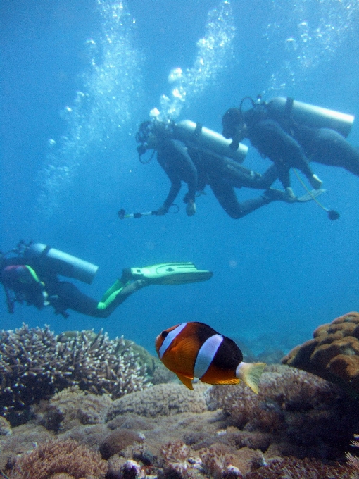 Mar oceano lazer mergulhando