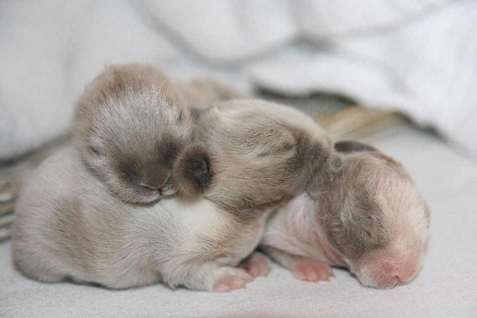 Welpe kätzchen katze säugetier