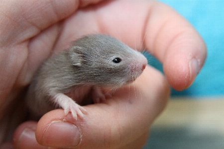 Mouse mammal hamster rodent Photo