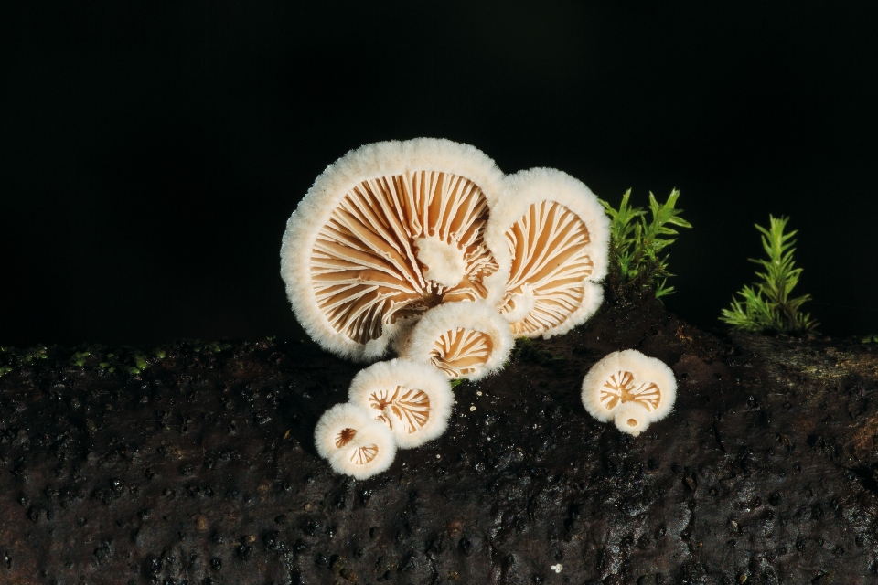 Natur biologie herbst pilz