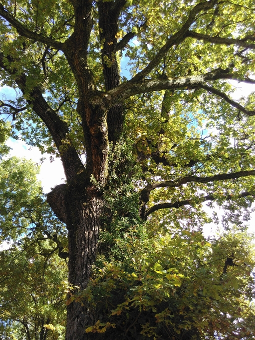 Albero natura foresta ramo