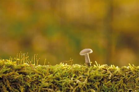 Tree nature forest grass Photo