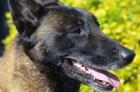 Foto Cane animale mammifero vertebrato
