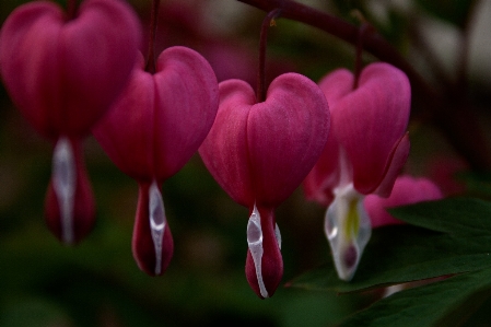 Nature blossom plant flower Photo