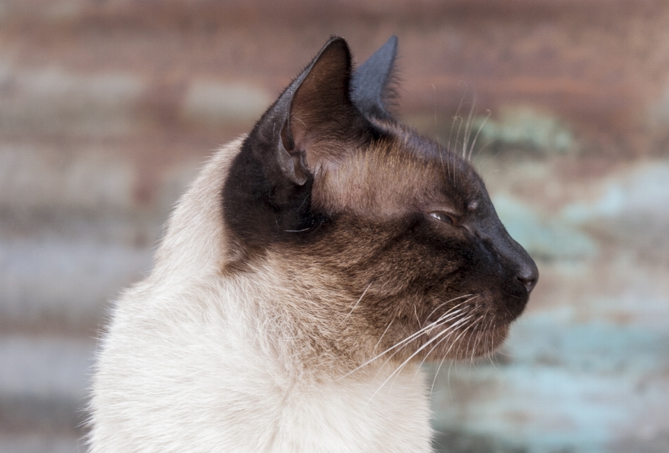 Natura capelli bianco animale