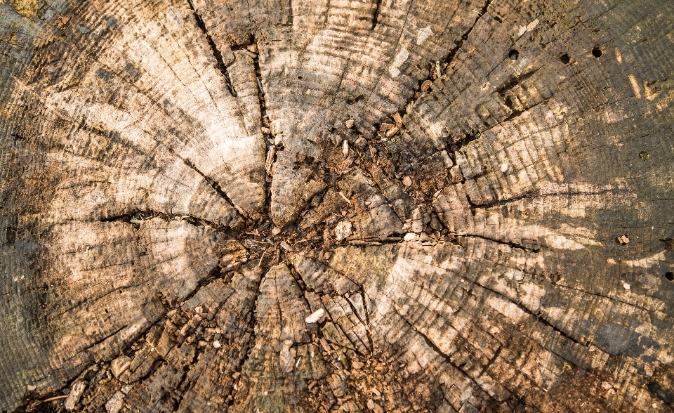 Tree nature forest rock