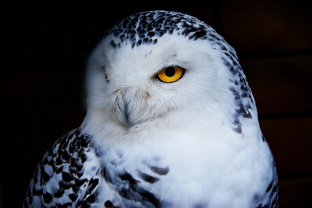 Photo Neige oiseau aile blanc