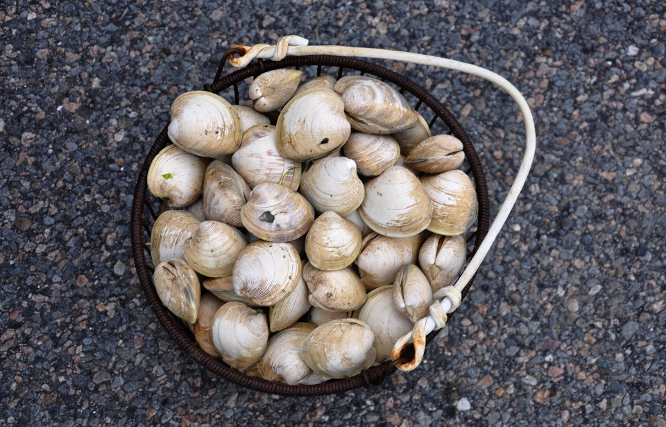 ビーチ 植物 食べ物 生産