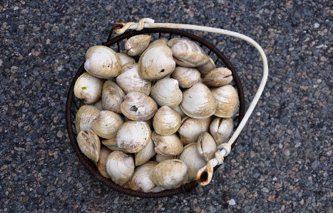 海滩 植物 食物 生产 照片