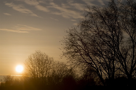 Tree nature branch silhouette Photo