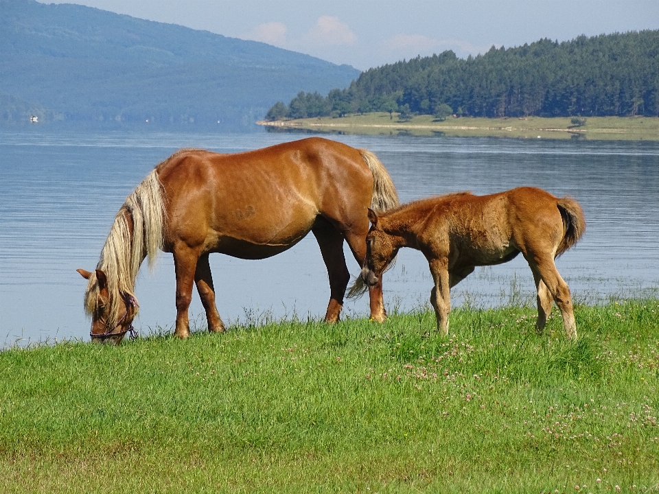 Krajobraz woda natura trawa