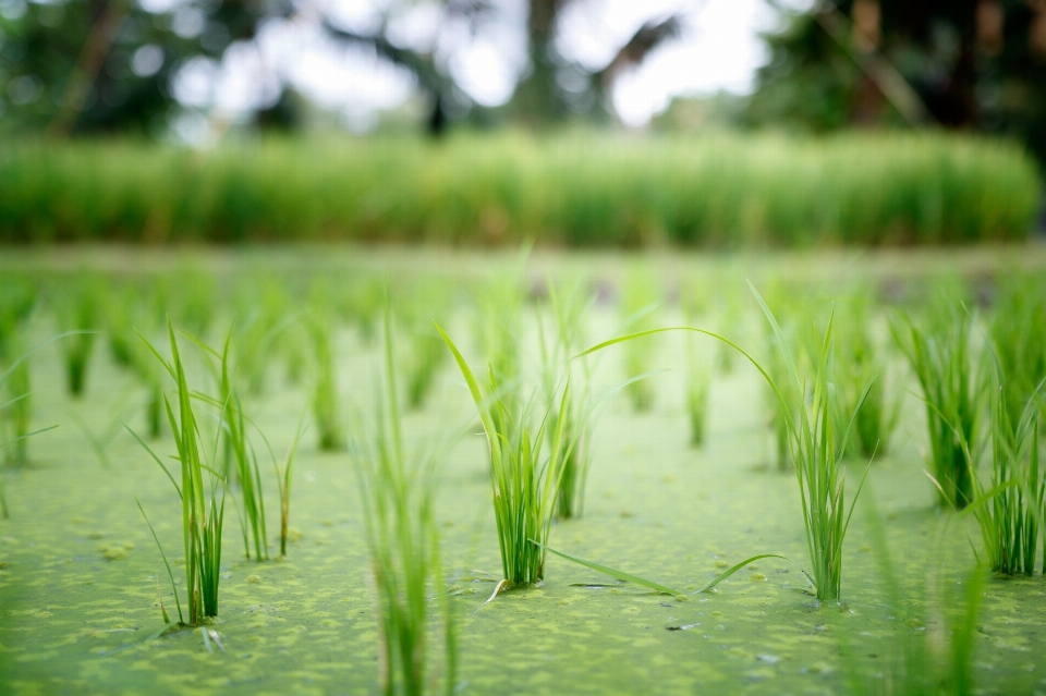 Tree water nature grass