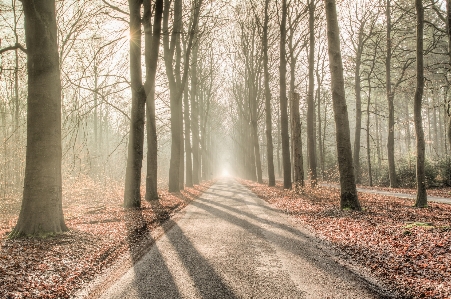 Landscape tree nature forest Photo