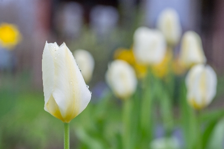 Nature blossom plant white Photo