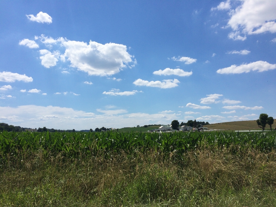 Paysage nature herbe horizon