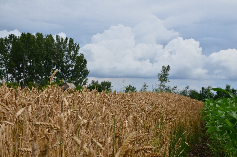 Landscape nature grass outdoor