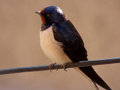 Branch bird wing cable Photo