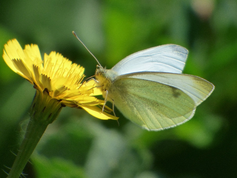 Natura pianta fotografia prato
