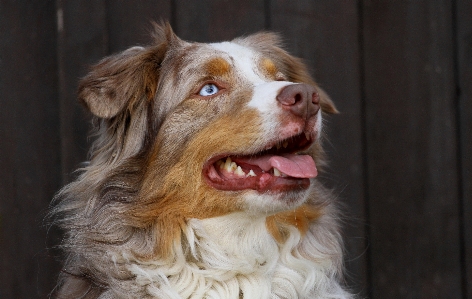 犬 男 哺乳類 脊椎動物
 写真