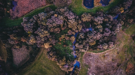 Flower terrain flora coral reef Photo