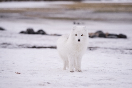 Snow winter dog ice Photo