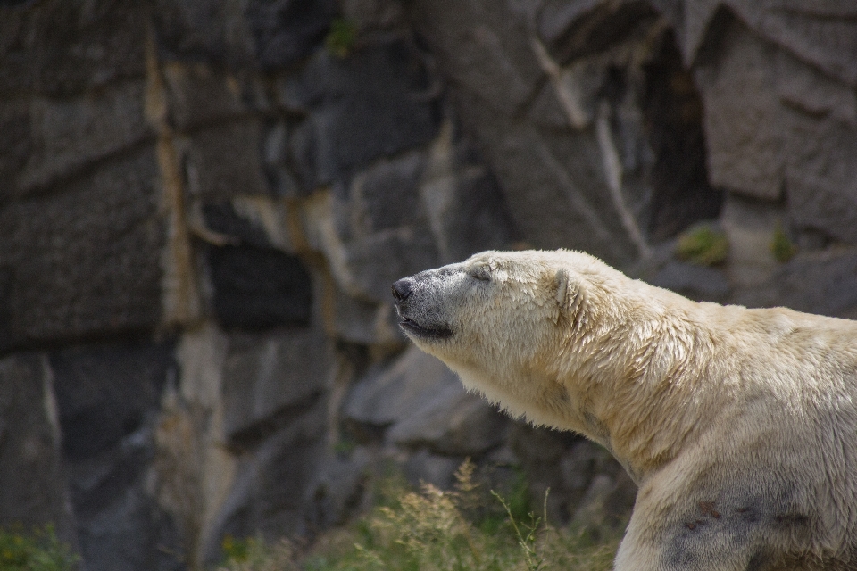 Rock 動物 クマ 野生動物