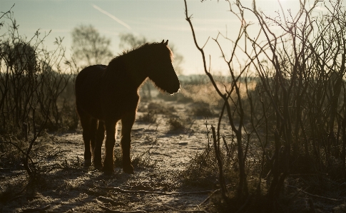 Nature morning wildlife horse Photo