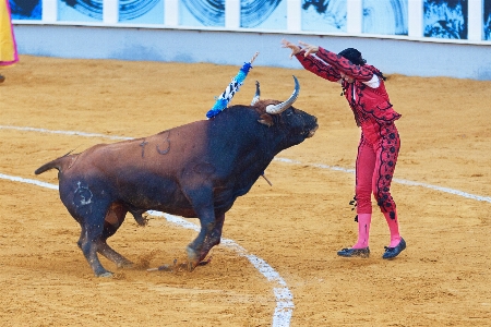 Foto Bestiame toro gli sport prestazione