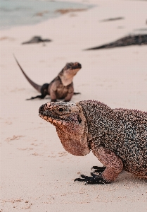 砂 野生動物 ウミガメ
 爬虫類 写真