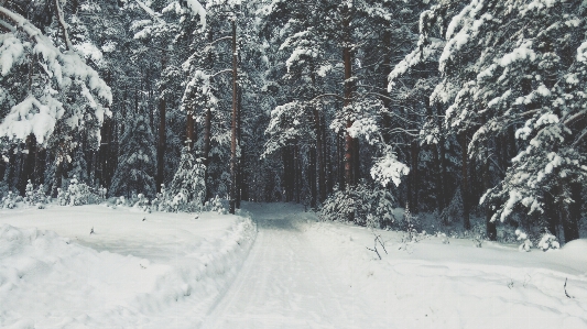 Tree forest path snow Photo