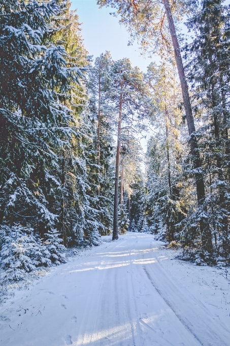 árbol bosque nieve invierno