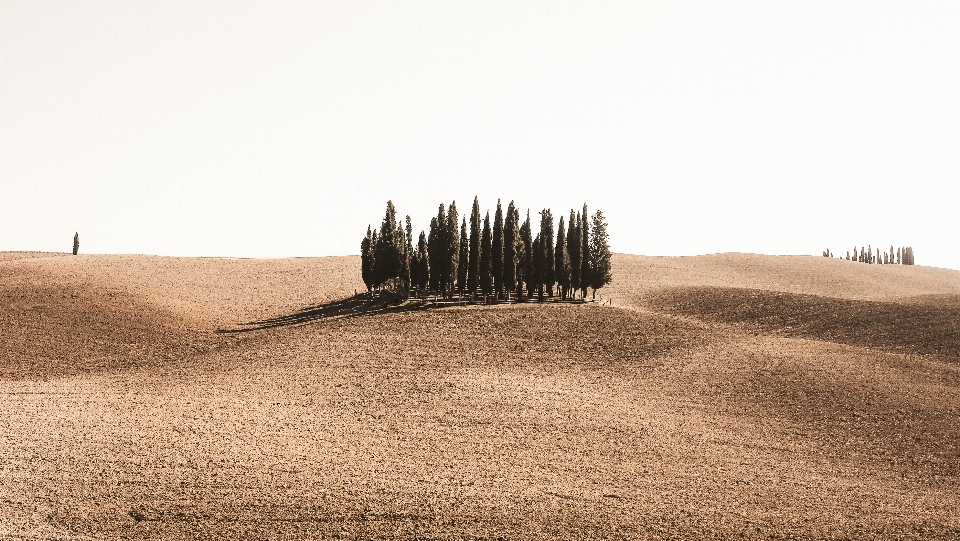 Paesaggio albero erba sabbia