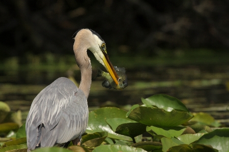 Water nature bird wing Photo