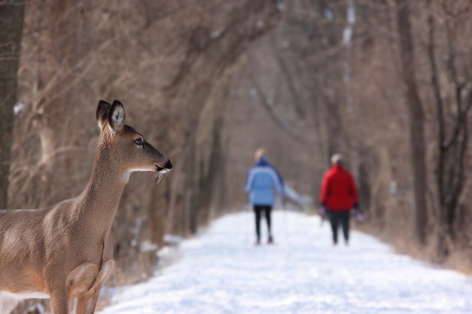 Snow winter wildlife deer