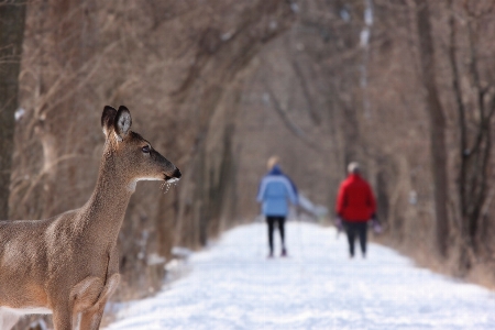 Foto Nieve invierno fauna silvestre ciervo