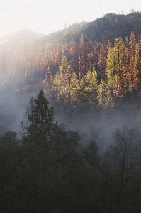 Landscape tree nature forest Photo