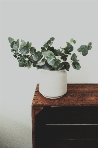 Tree branch plant wood Photo