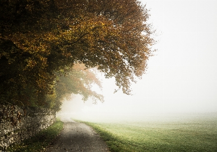 Tree nature forest path Photo